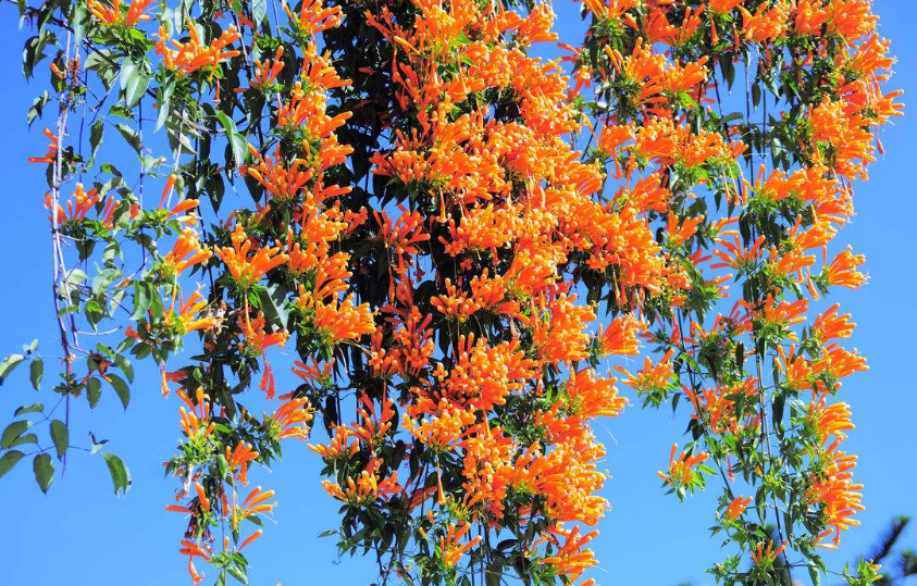 爬山虎 - 热门商品专区