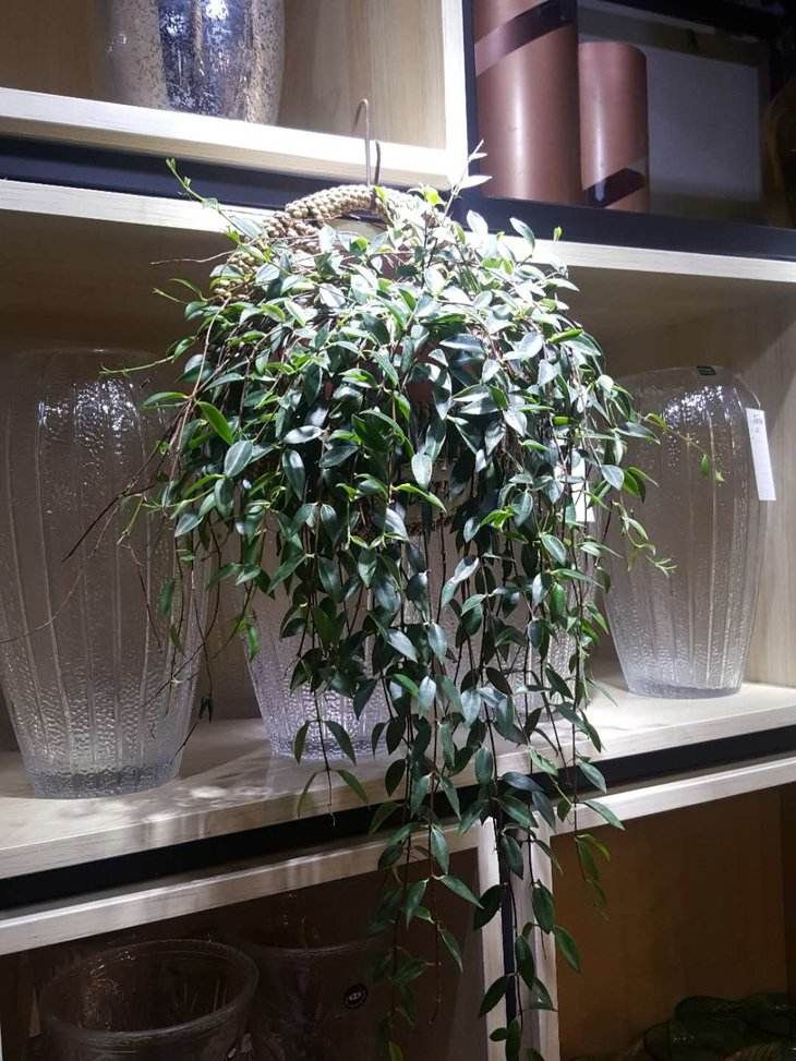 柳叶吊兰叶片总是掉落,做好这几点,轻松恢复生机!