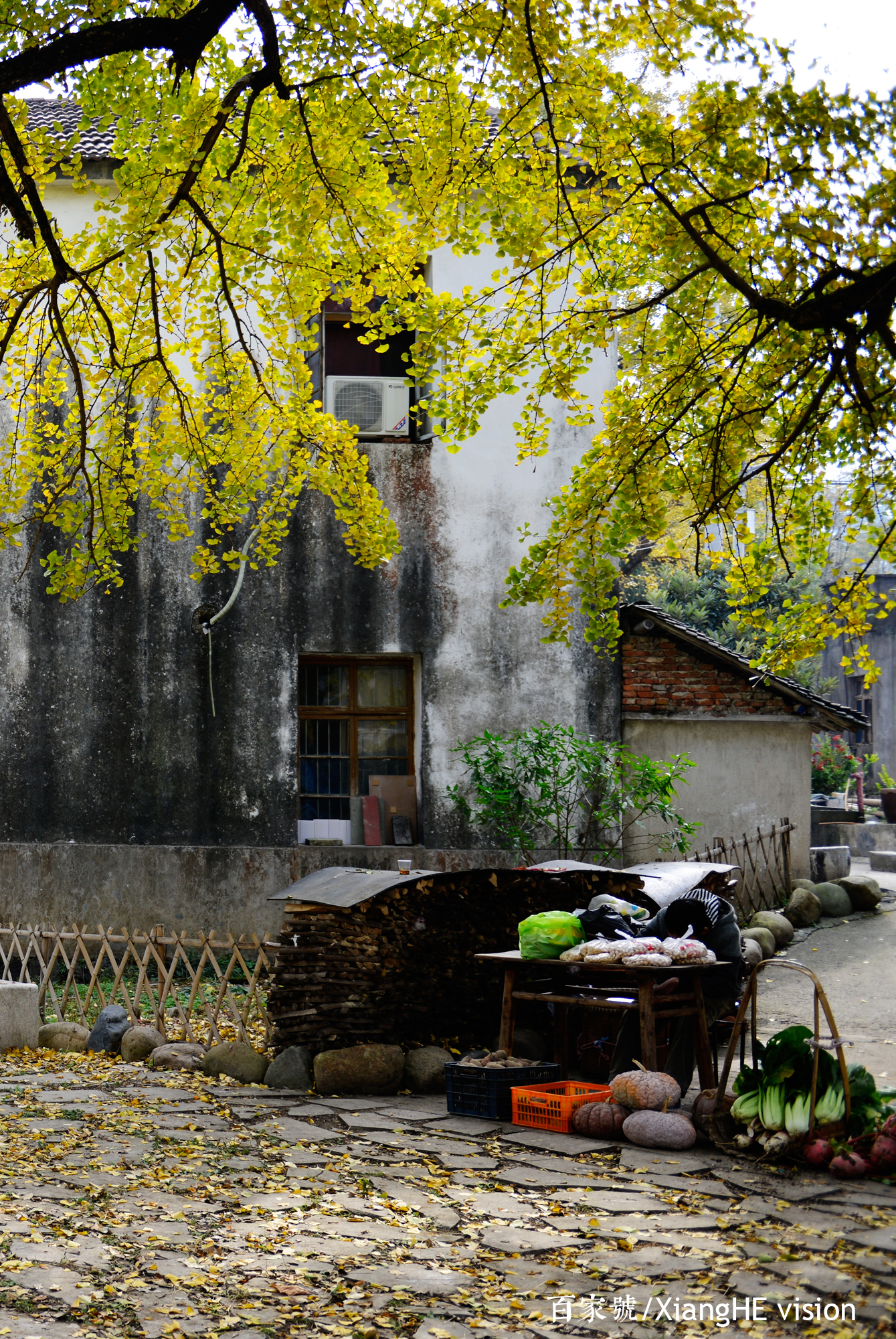 卓尔不群的银杏树,就在杨家村