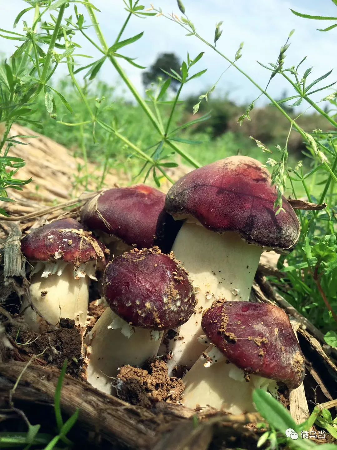 服务·助农|采蘑菇的小姐姐,乌当的赤松茸成熟啦