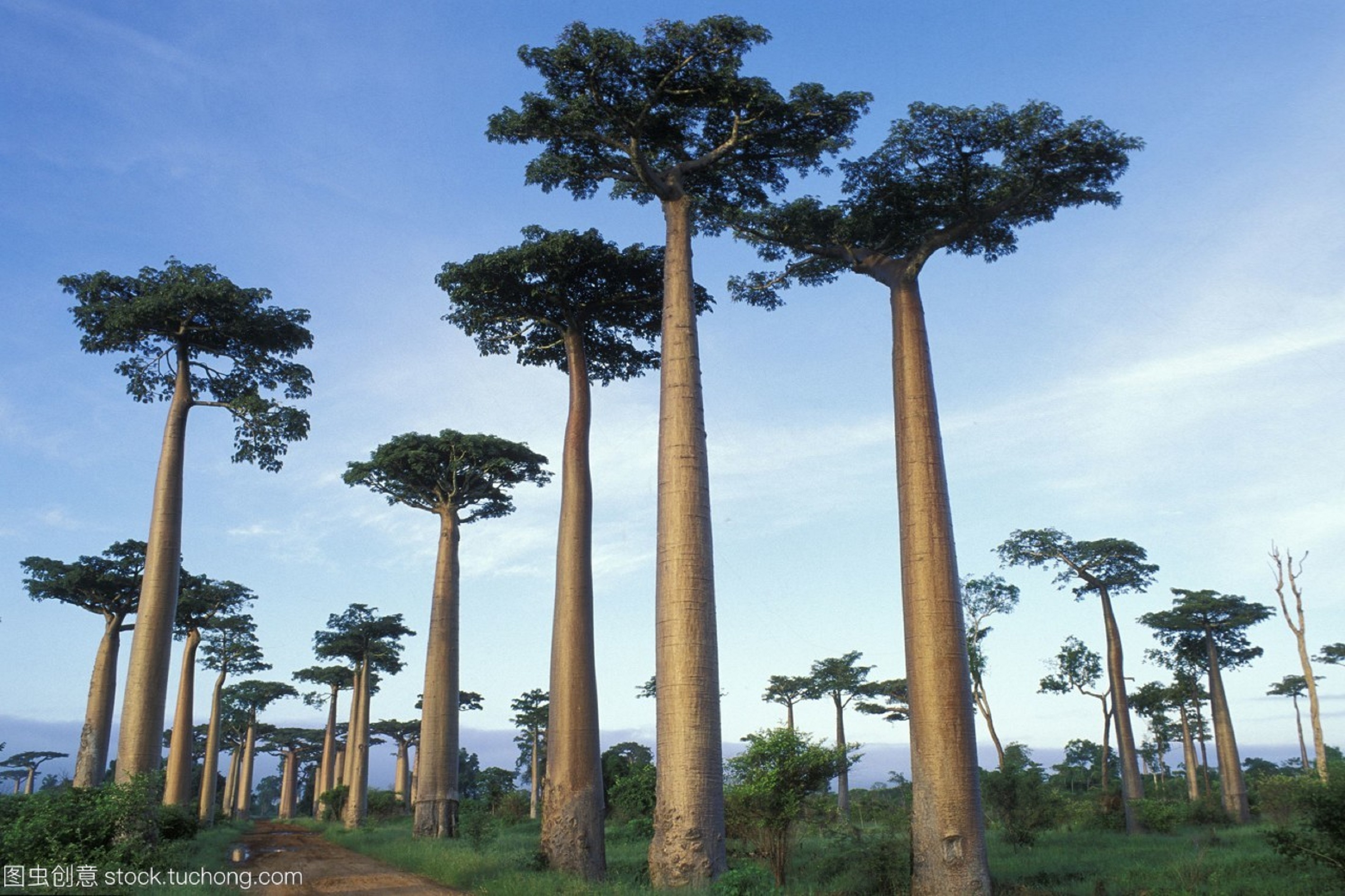 高大的树木品种图片