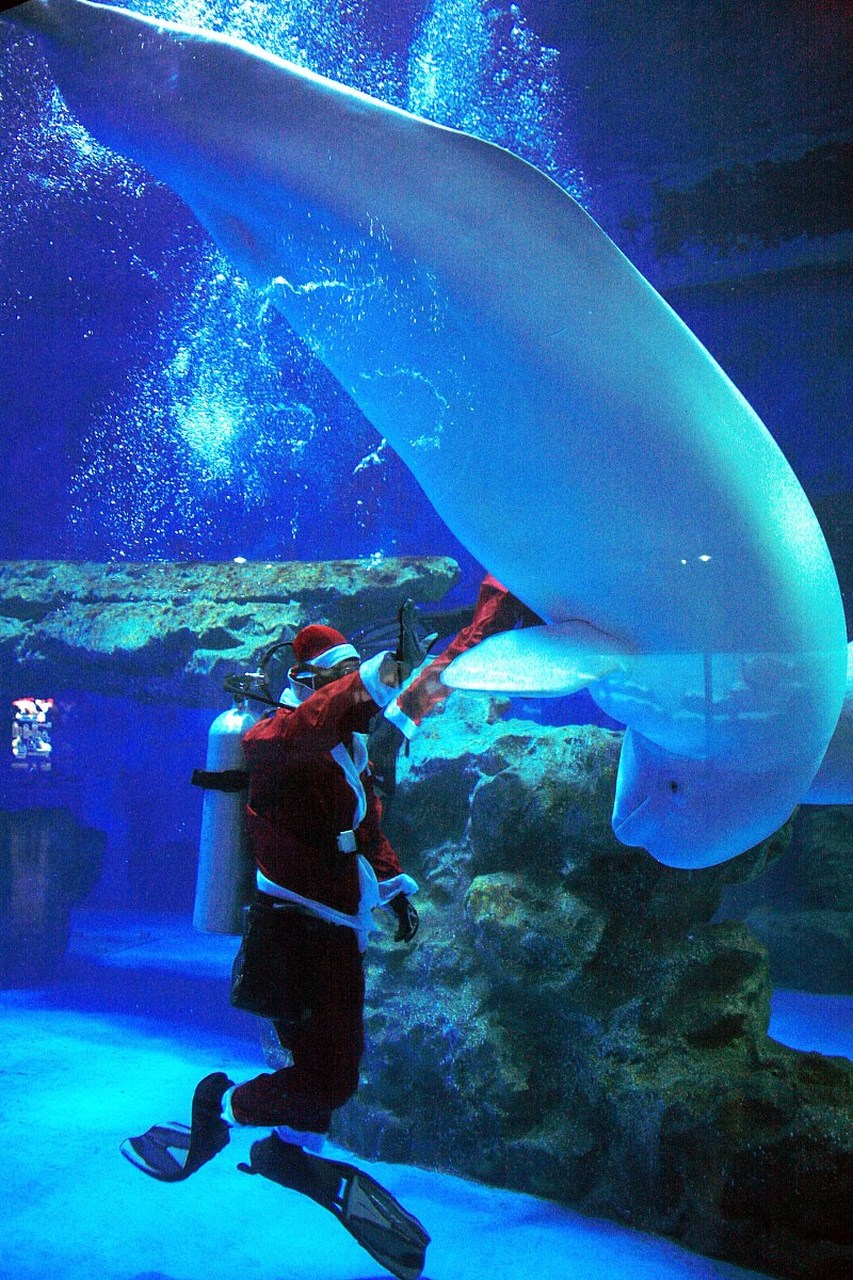 成都海昌极地海洋世界_成都海昌极地海洋世界游玩攻略