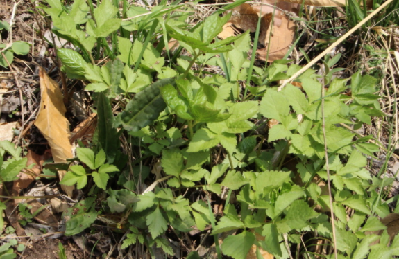 山区难得的一种野菜,味道比牛肉还要好,集市上要卖20元一斤