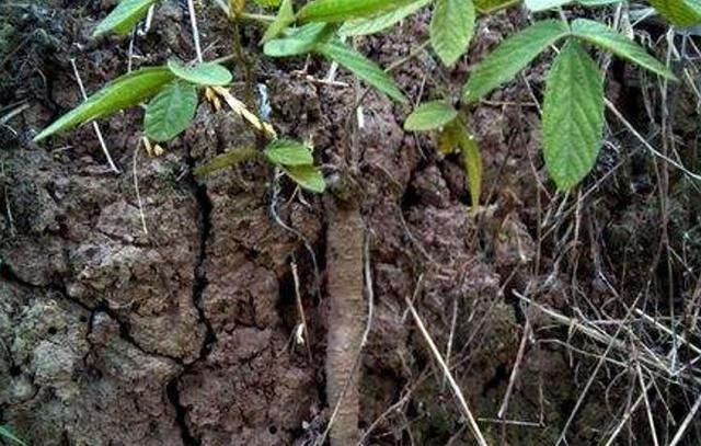 农村这种植物叫"千斤拔",找到它只能靠运气,目前价值珍贵