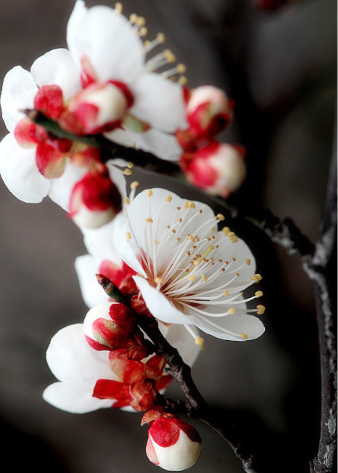 冬季的梅花这么美,怎么拍才好看?试试这些技巧,成片效果都不错