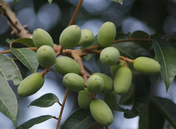 它仅为14克重的一粒水果,拍出了8.6万元的天价