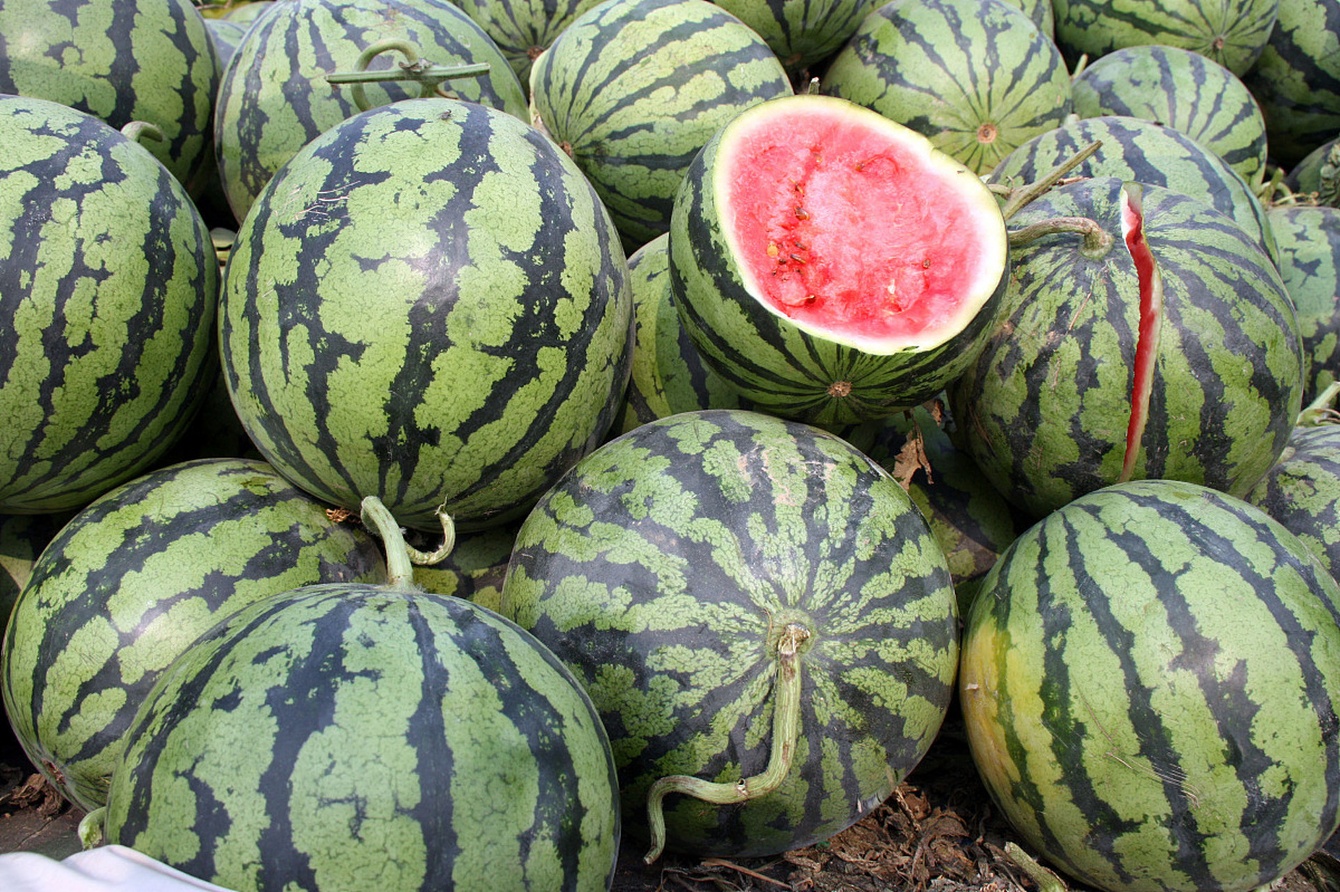 8424西瓜表皮浅绿,条纹清晰,呈椭圆形;麒麟瓜表皮深绿,条纹模糊,呈长