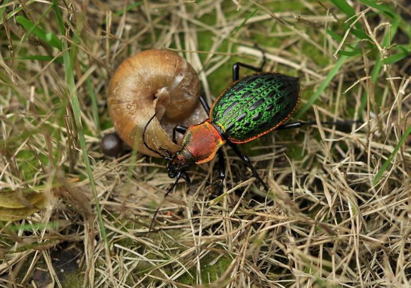 这种野生物,如果有幸见到,请珍惜,不要弄伤,人称" 拉步甲"