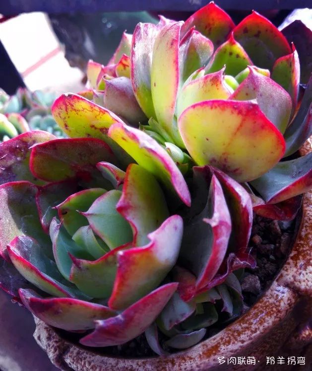 再美,美不过多肉