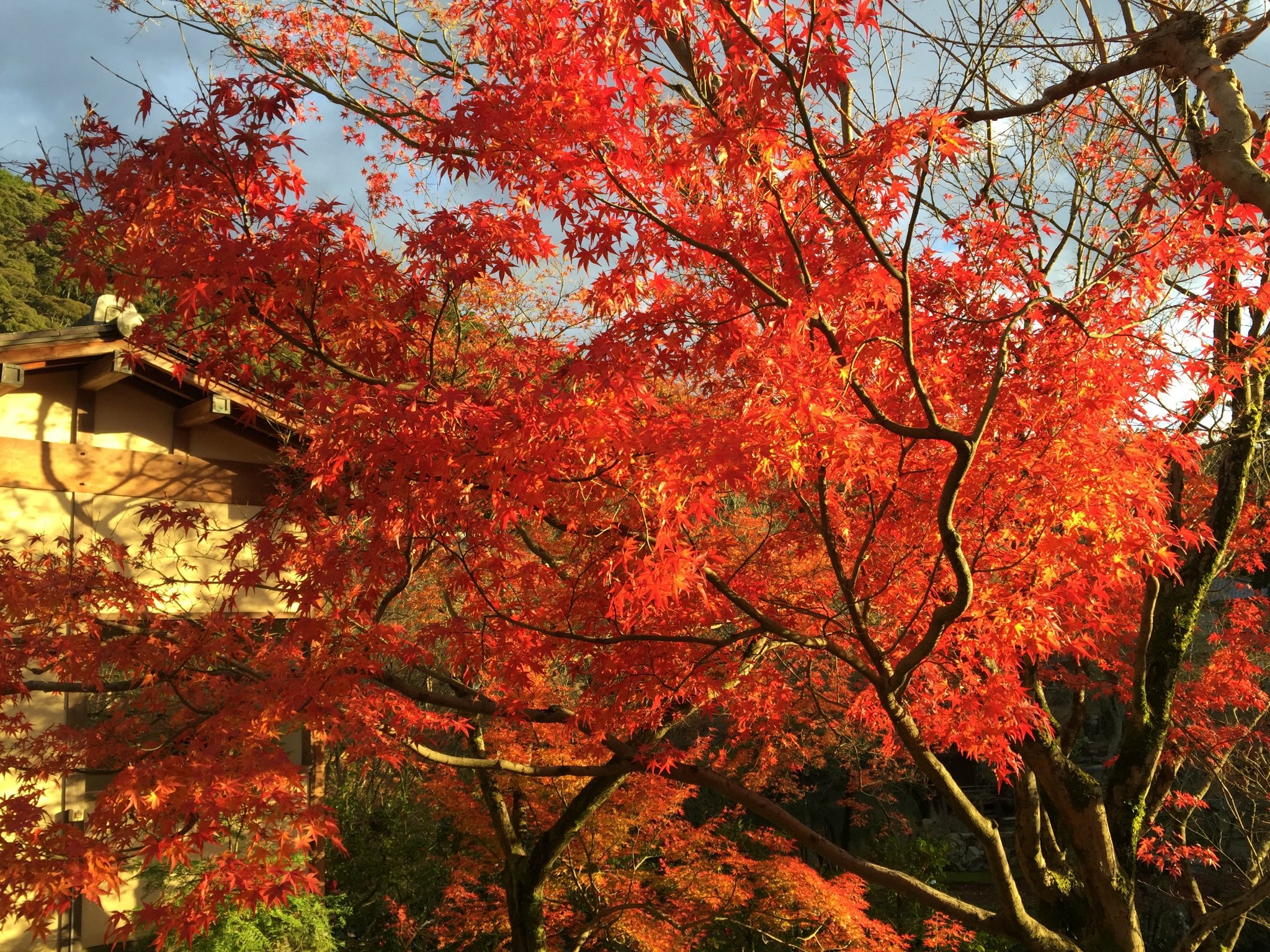凤飞飞温暖的秋天图片