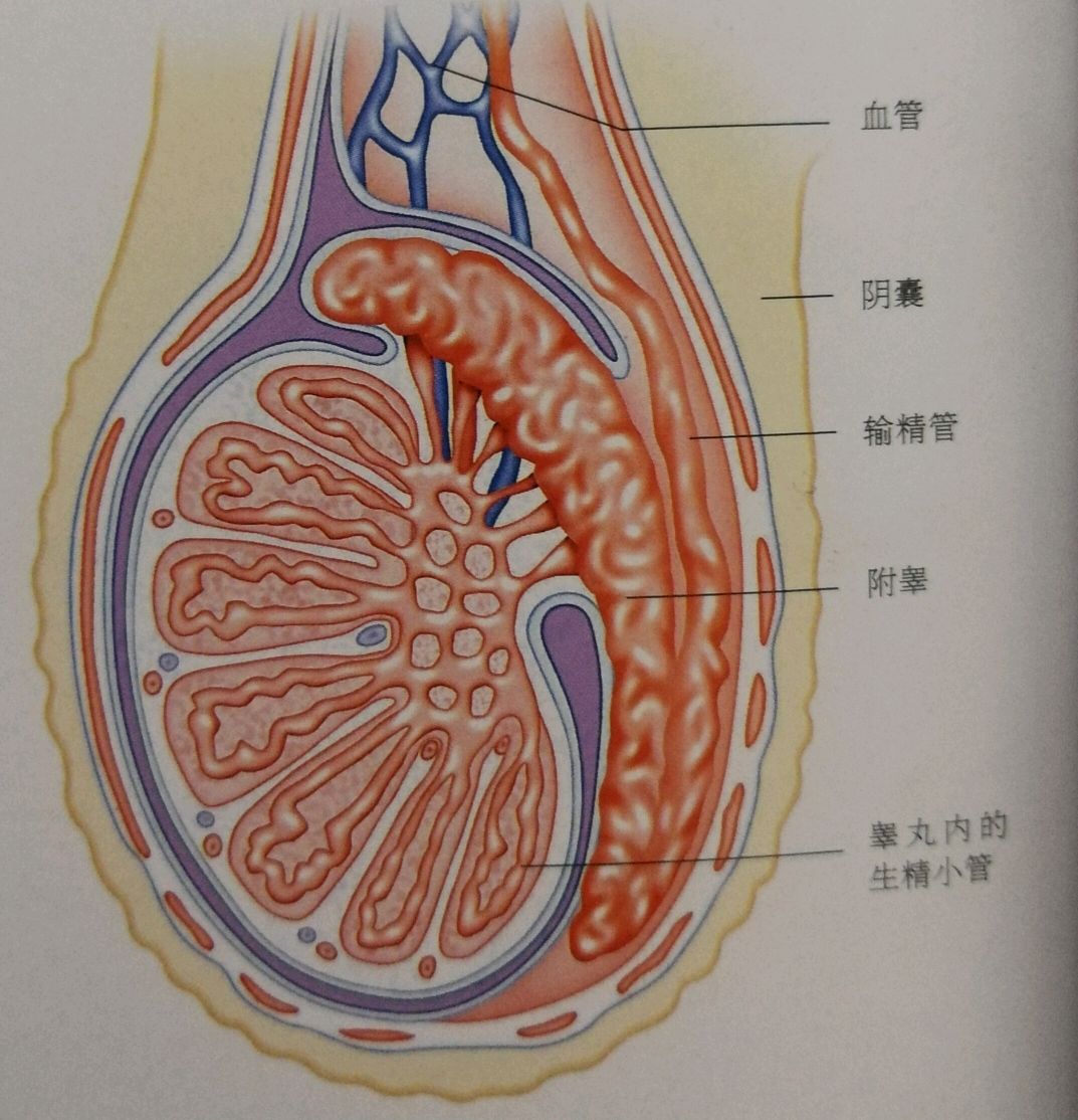 睾丸的正常位置图片图片