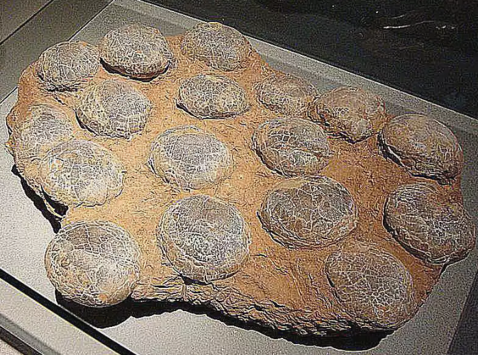 而在美国西部的其他地方研究人员已经发现了troodon和hypacrosaurus蛋