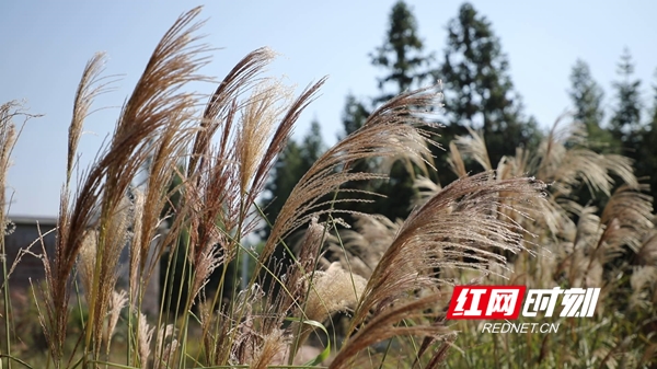 新田:芒花绽放初冬时 白色浪漫惹人醉