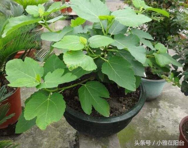 无花果肥料 - 热门商品专区