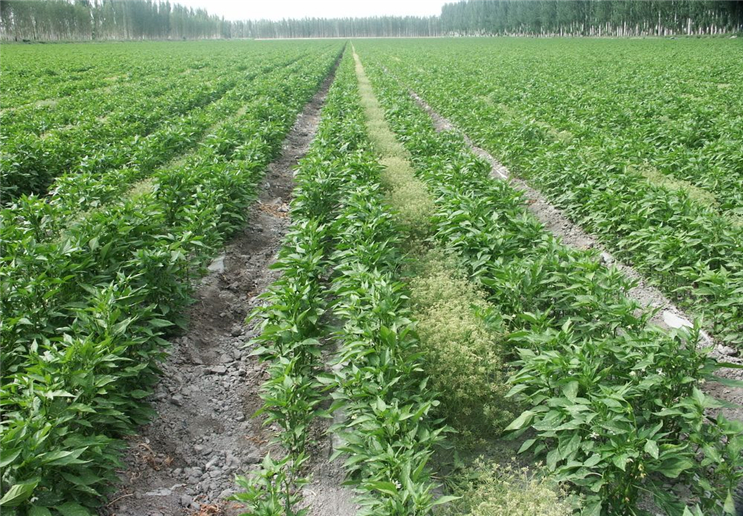 种植青椒的管理方法 - 2020年最新商品信息聚合专区 - 百度爱采购