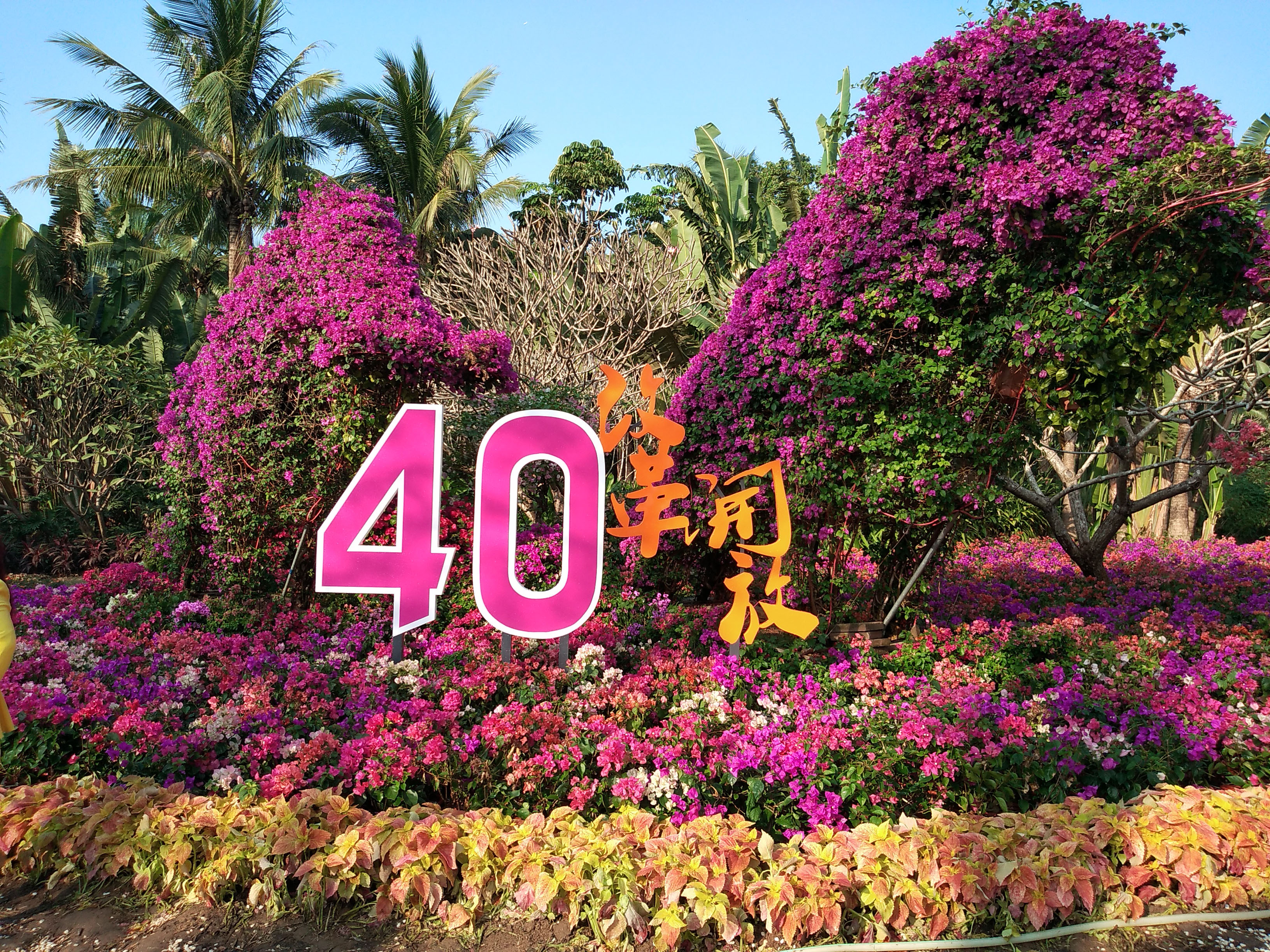 深圳市的市花,你知道吗?趁着阳光明媚,一起来看看