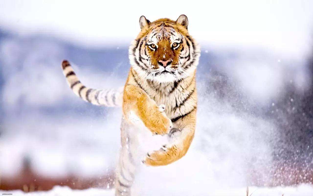 老虎奔跑表情包图片