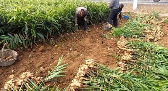 生姜栽培种植,这样选地整地,施肥浇水,除草培土,想不丰收都难!