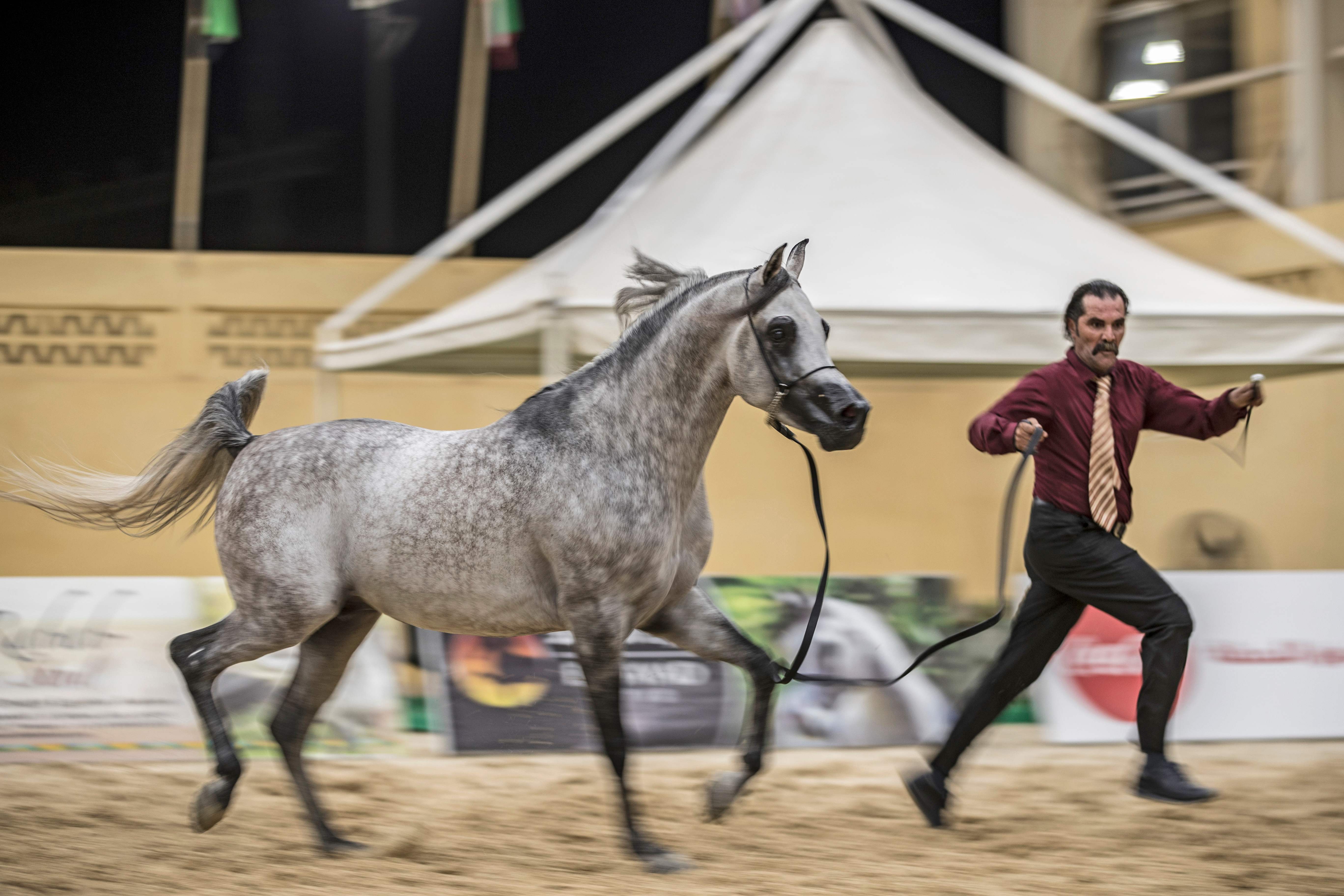 阿拉伯马"选美"比赛