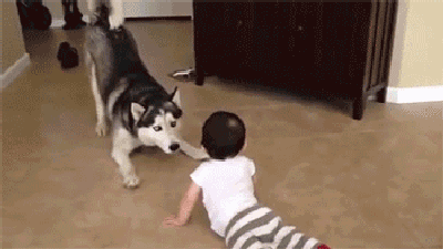 为了防止哈士奇作妖,你都想了哪些招数?网友们的招太全了