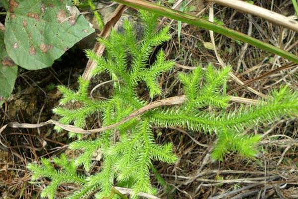 平时人们因跌打损伤,出现关节肿痛或者四肢疼痛时,都可以用伸筋草泡水