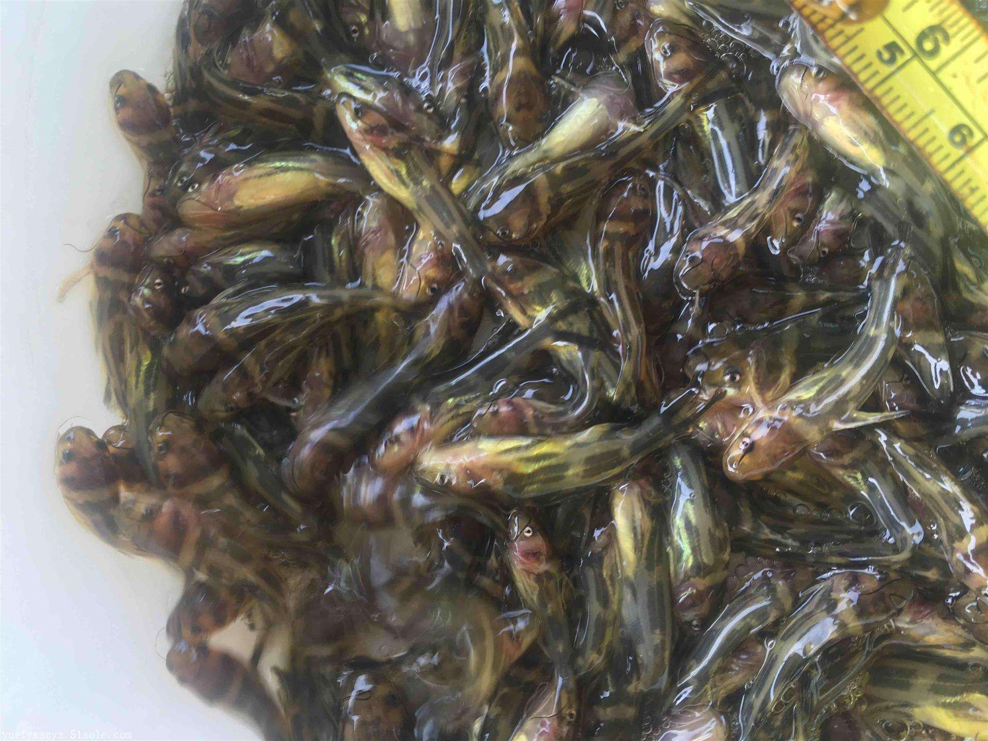 百度爱采购首页 商品专题_苗三农导语:黄骨鱼属于一种我们平时比较