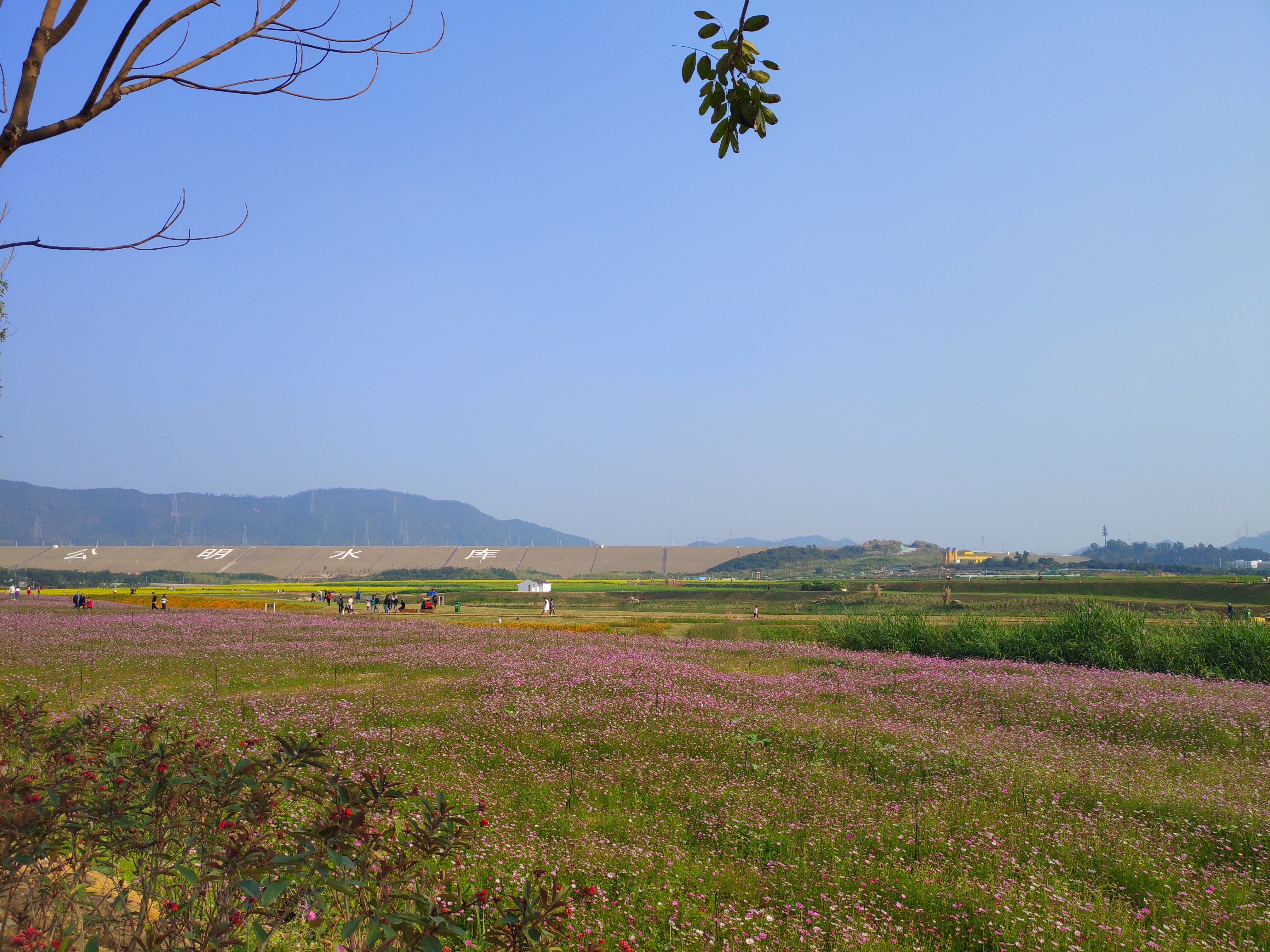 深圳光明田园生活,打卡胜地,花海如潮,美轮美奂