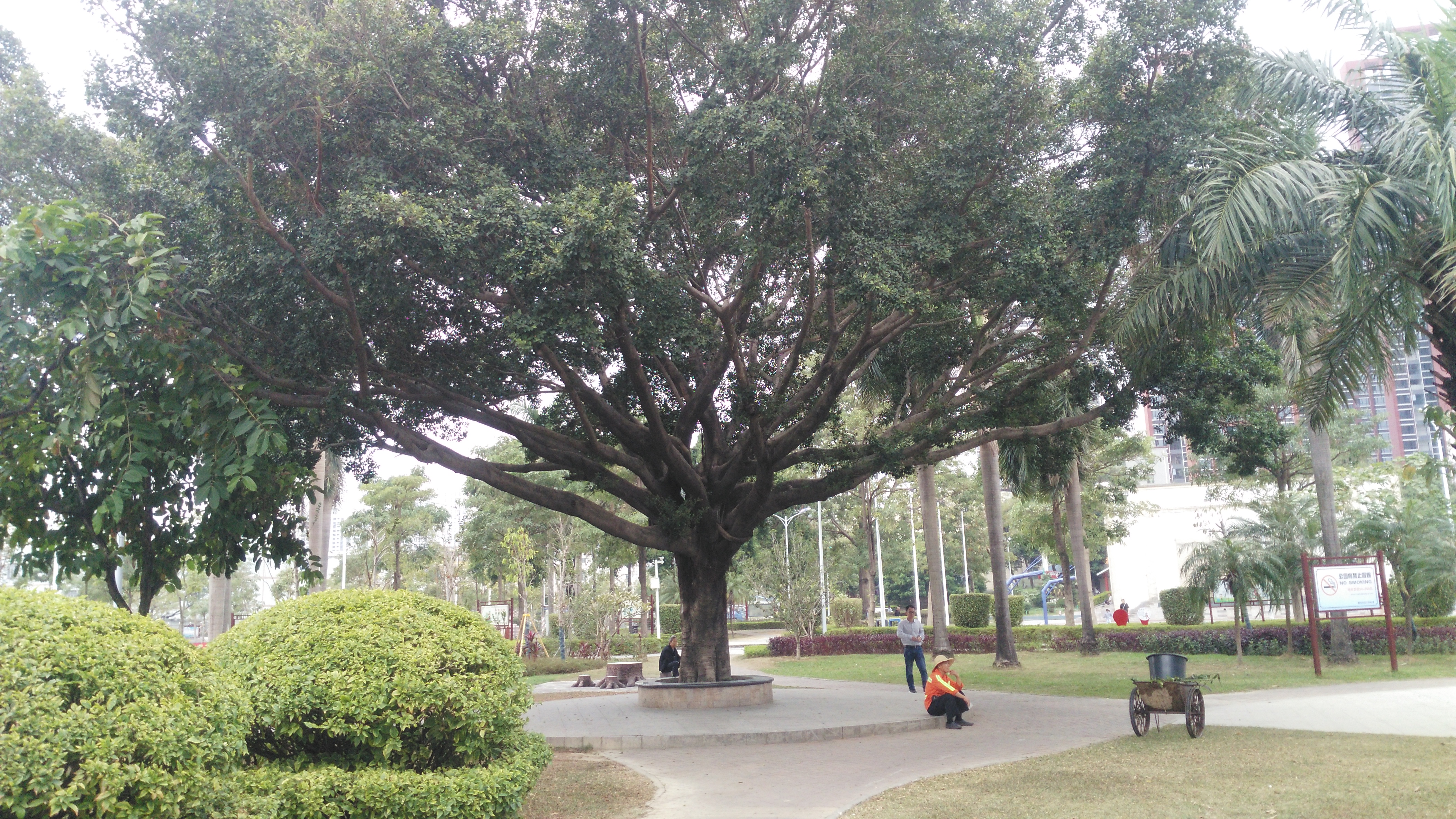 深圳龙岗新生文化广场你去过吗?带你去走走啦