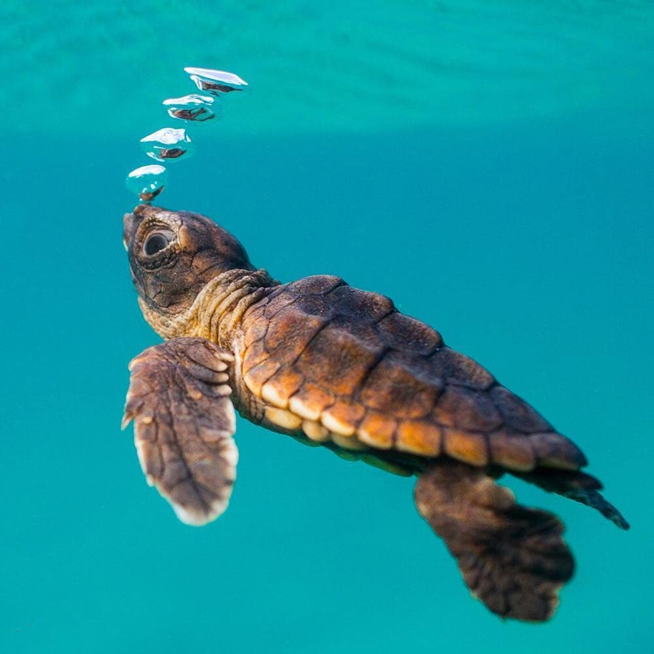 摄影欣赏:大海中的小海龟,冒泡的样子超可爱!