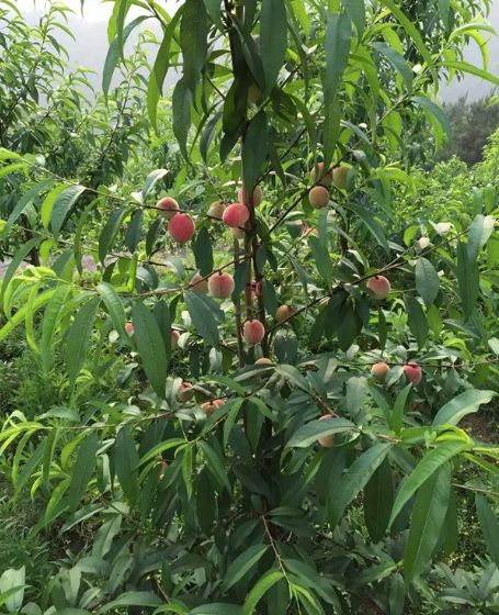 百度爱采购首页 商品专题_桃树万物生长靠阳光!