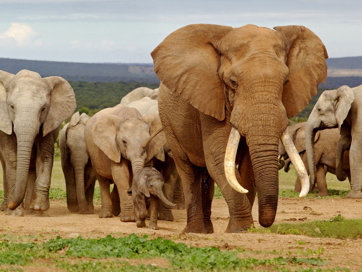 除人类以外,世界上十种最聪明的动物top榜
