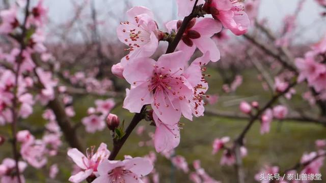 什么是正桃花?什么是烂桃花?