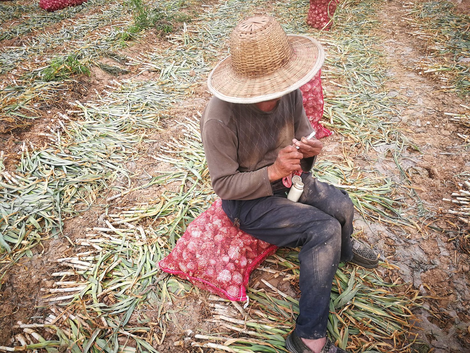 挖蒜工们劳作一天,累的胳膊酸痛,晚上回去休息时,腰