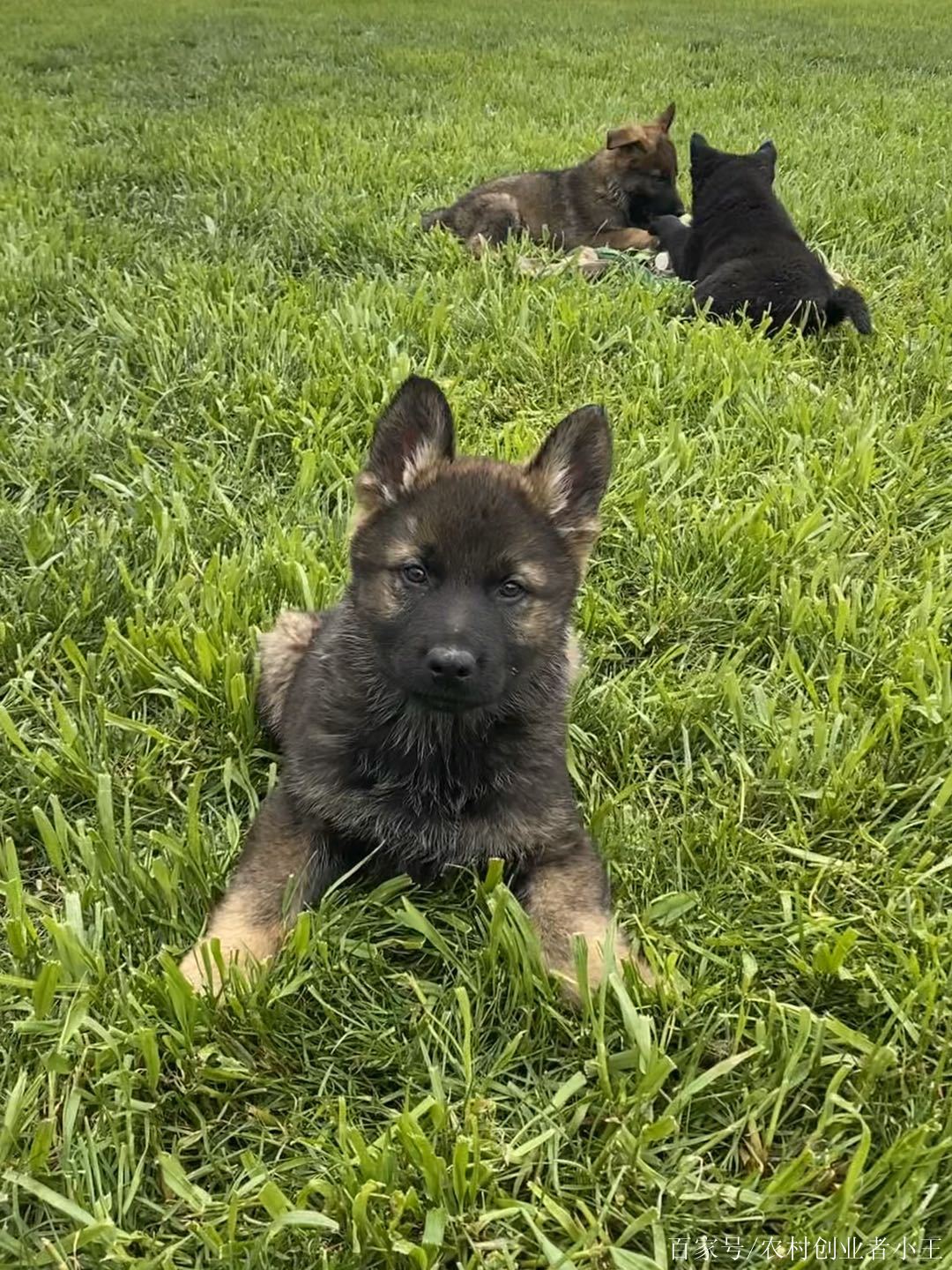 東德牧羊犬(狼灰色,太極色)馬犬