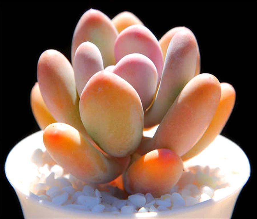 多肉中的10大美人,姿态各异,精致漂亮,个个都是国色天香