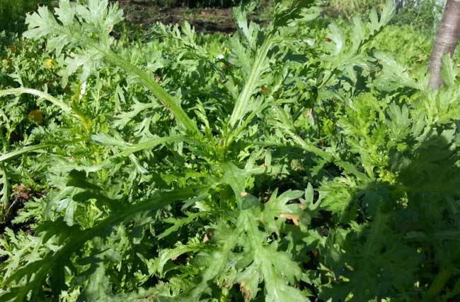 我们常见的茼蒿,如何无公害高产种植呢?该怎样预防病虫害呢?