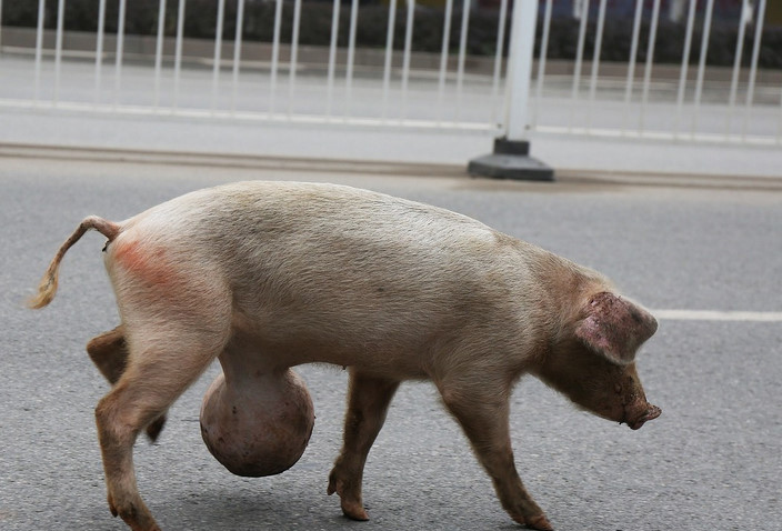 2015年12月,快到每年杀年猪的日子了,在安徽省安庆市,集贤北路十里铺