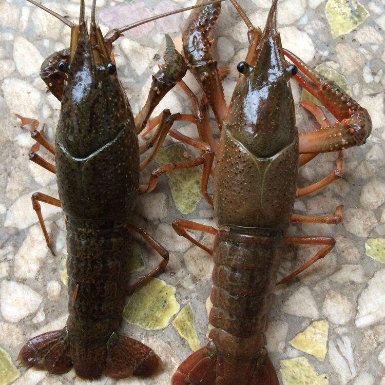 小龙虾长成铁壳虾真的是近亲繁殖引起的吗?还是别的原因导致的?