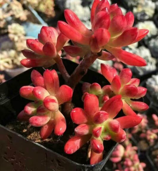 这种多肉盆栽叫红稚儿,火红艳丽,美观又精致,你见过吗?
