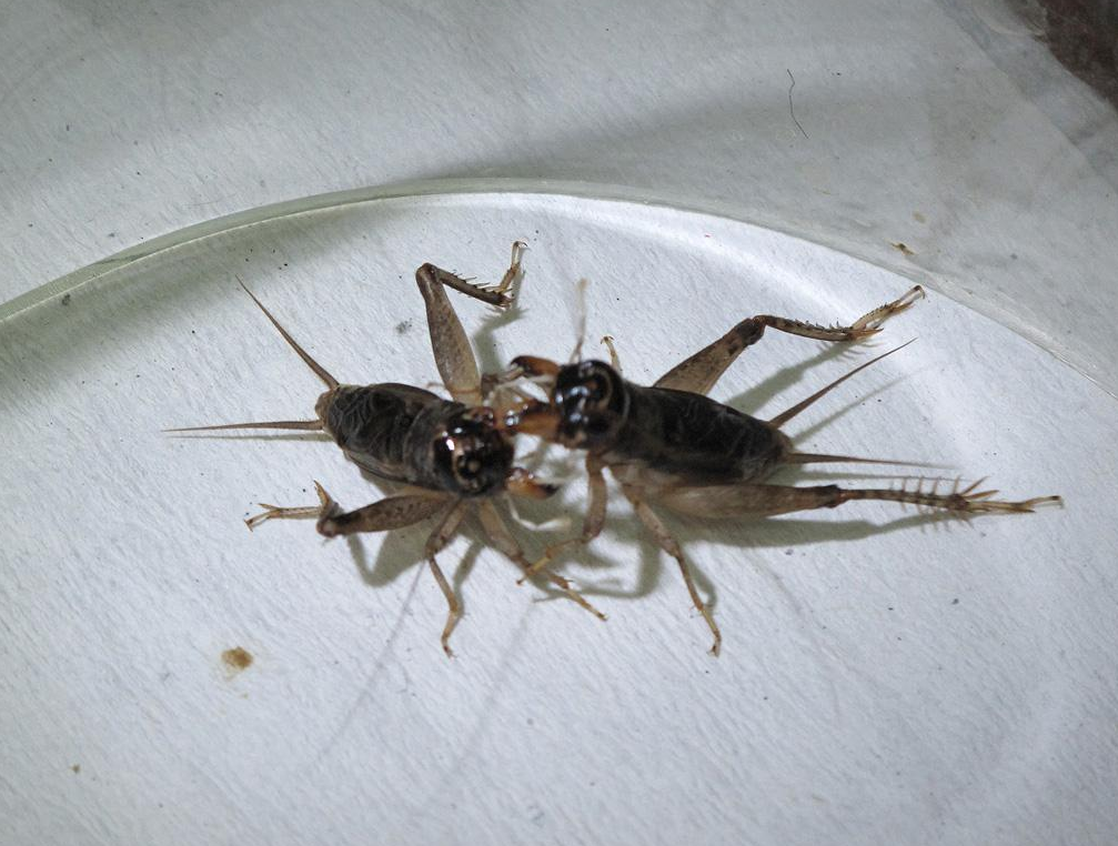 斗蟋蟀品种图片