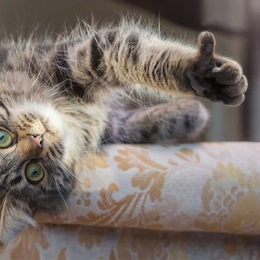 满满的正能量,它躺着也不忘竖大拇指,有礼貌.