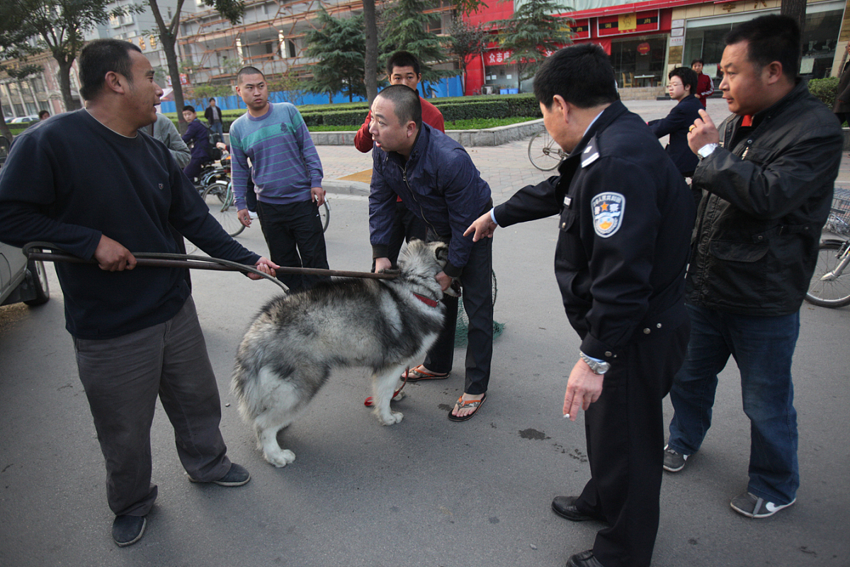 大家看看这则新闻,一男子竟在市区养了三只禁养犬,结果被警察带走拘留