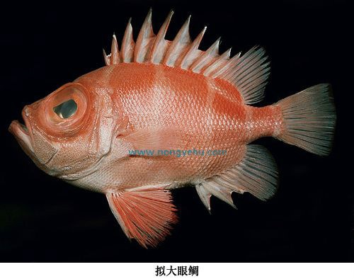 拟大眼鲷知识科普,教你轻松识别拟大眼鲷