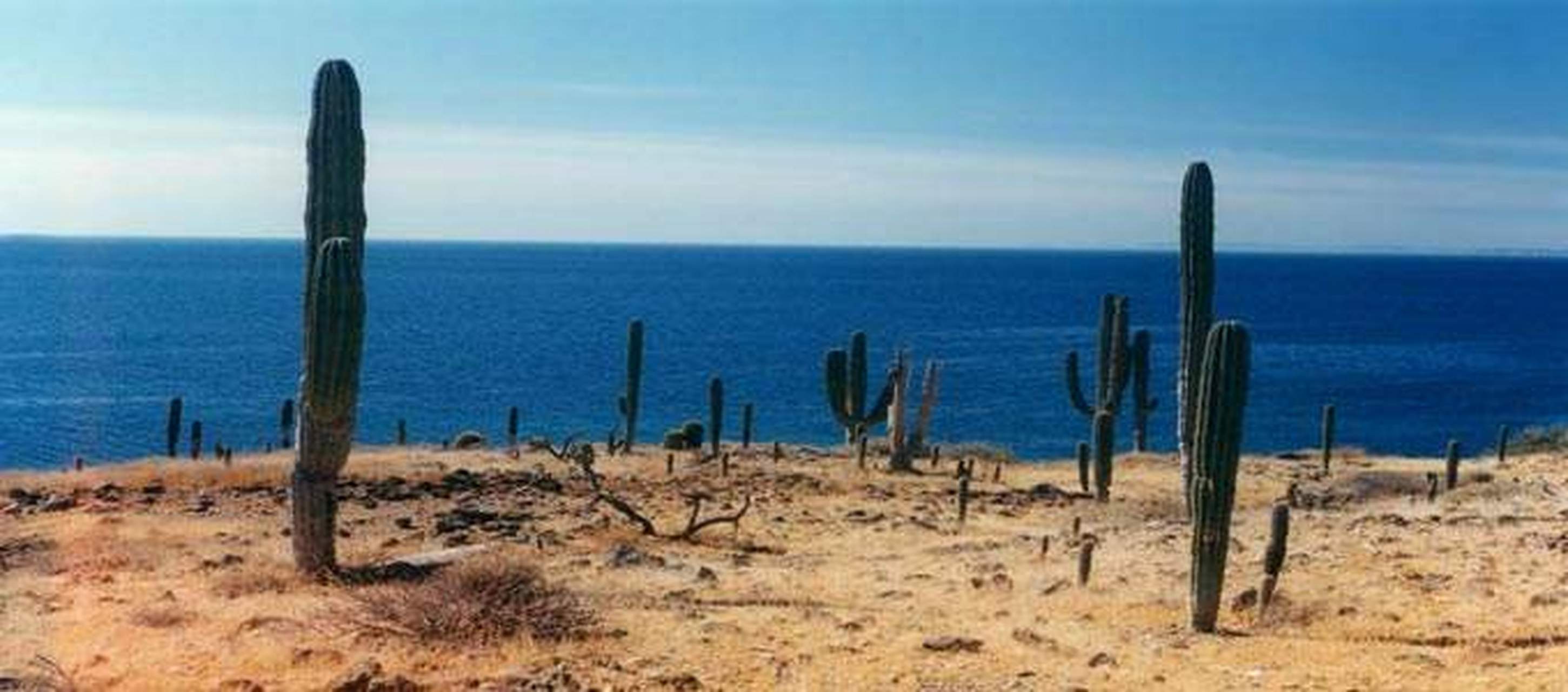 云游最光荣##爱上世界的100种方式#塞拉尔沃岛位于墨西哥下部沿岸
