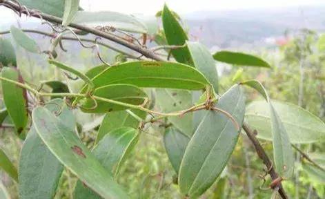 "土茯苓"不是茯苓,却是一味甘淡平和的良药