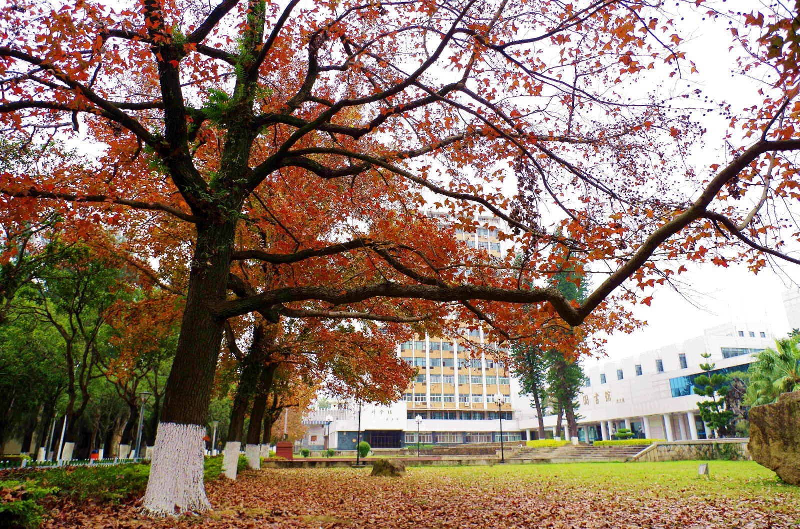 风光摄影:福州大学校园观枫