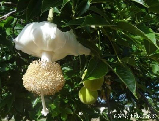 非洲人最喜欢吃"猴面包果",吃一个顶三餐,种一棵能养活全家人