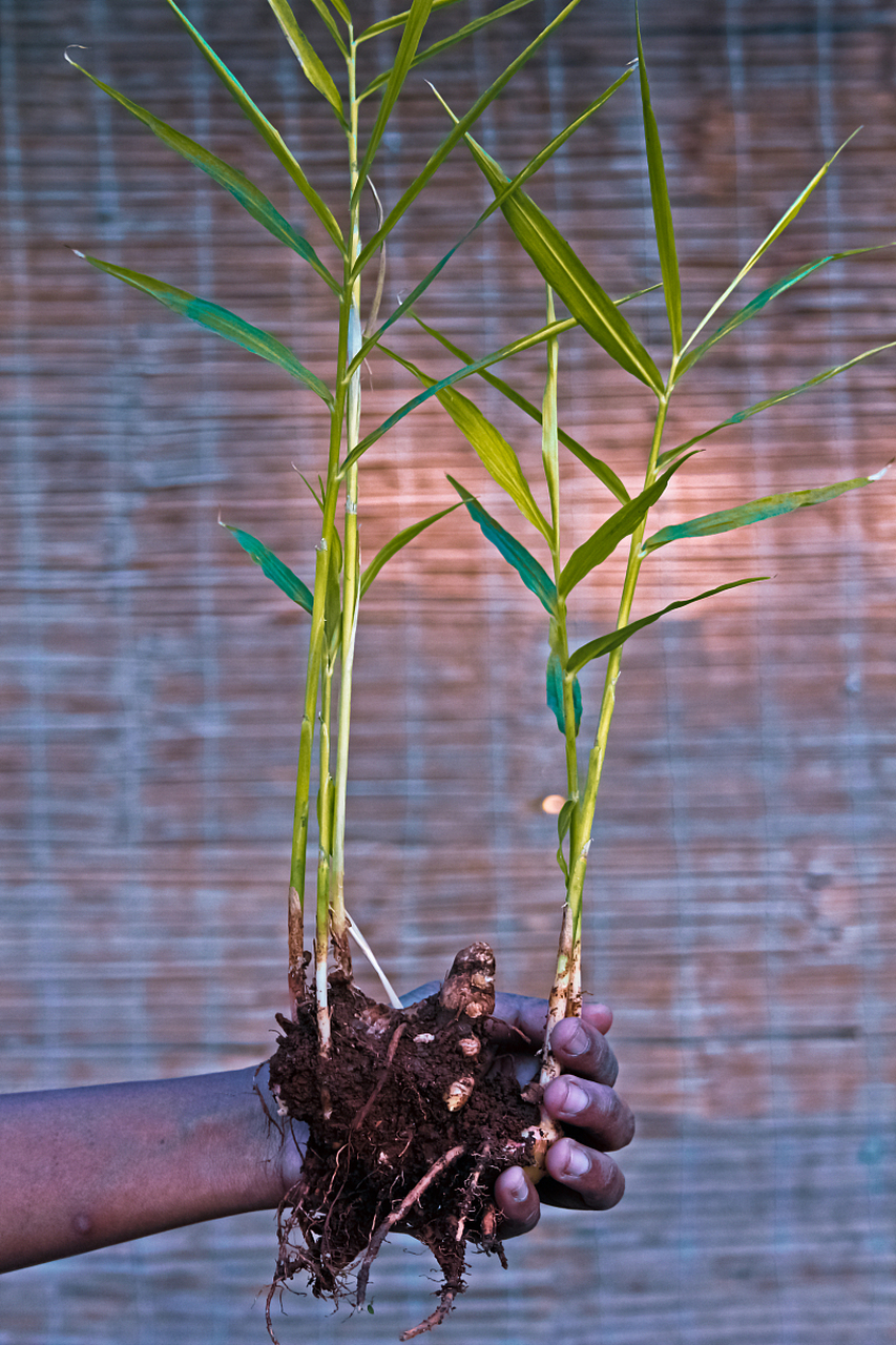 若要让玉竹盆栽茁壮成长,需要注意以下几个方面的种植技巧.