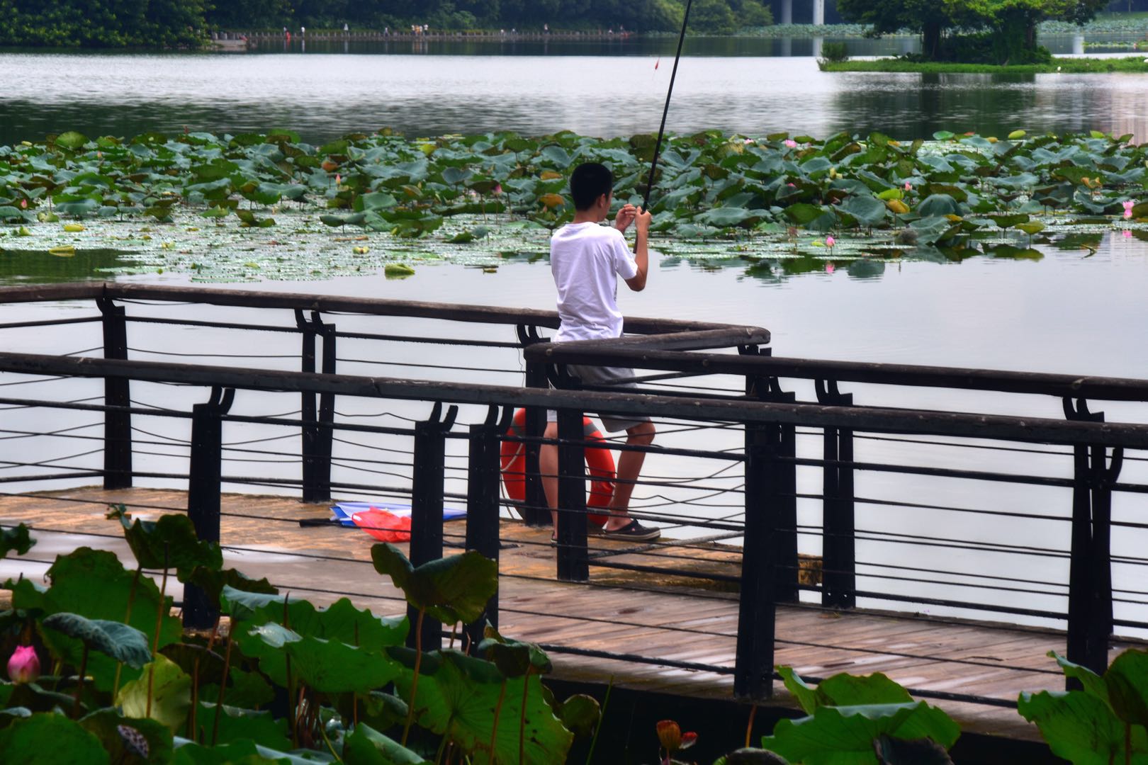 深圳洪湖公园钓鱼图片