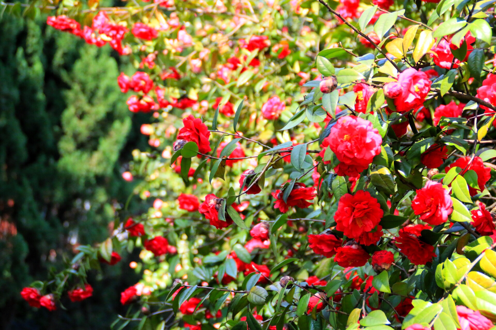 长沙人有福了,这里的茶花比玫瑰花还要好看,关键还免费
